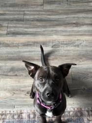 Reunited Female Dog last seen Simpsonville sc, Simpsonville, SC 29681