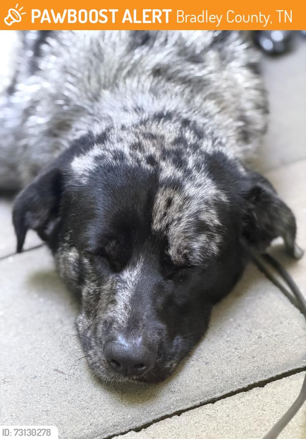 Found/Stray Male Dog last seen Rakestraw Rd, Bradley County, TN 37302