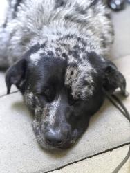 Found/Stray Male Dog last seen Rakestraw Rd, Bradley County, TN 37302