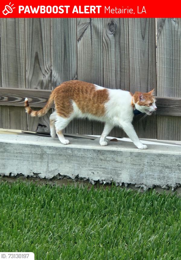 Lost Male Cat last seen 37th Street, Metairie, LA 70003