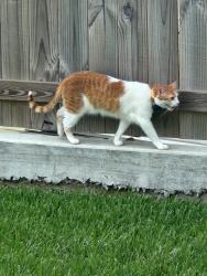 Lost Male Cat last seen 37th Street, Metairie, LA 70003