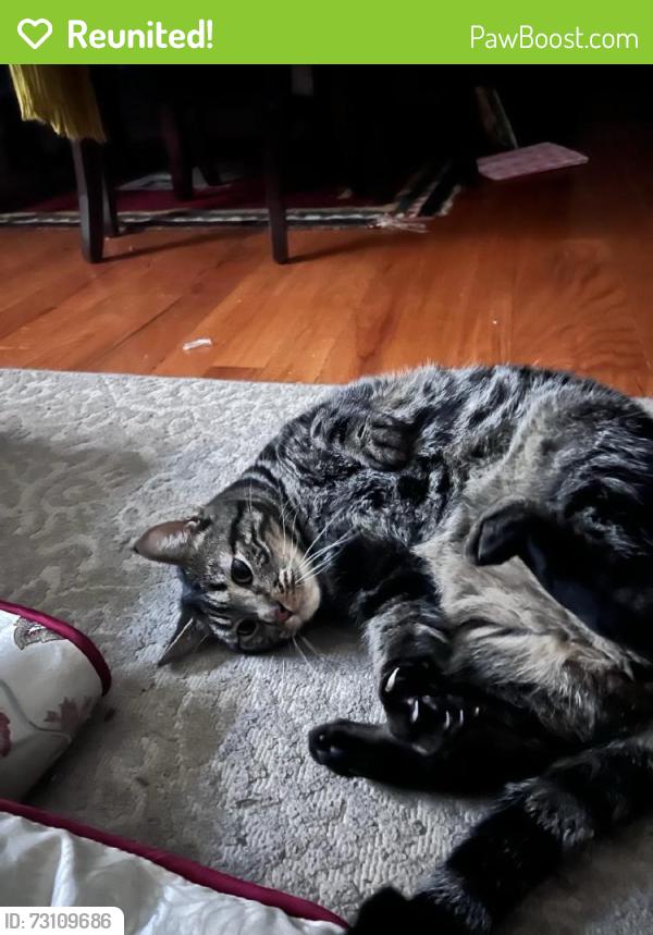 Reunited Male Cat last seen Near Stevens Canyon Rd, Cupertino, CA 95014, USA, Cupertino, CA 95014