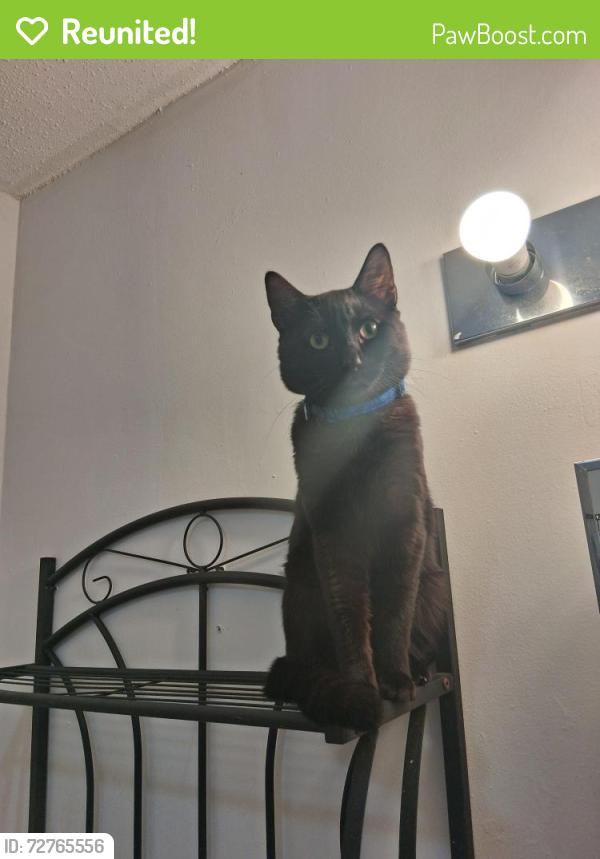 Reunited Male Cat last seen Near park st, Hartford, CT 06106