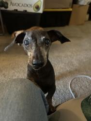 Reunited Male Dog last seen Silverfield Drive near Jones & Harmon, Las Vegas, NV 89103