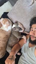 Lost Male Dog last seen Fawn drive , fulkes drive , live oak drive leander tx, Leander, TX 78641