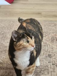 Reunited Female Cat last seen Moonlight Glen, Escondido, CA 92026