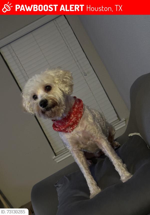 Lost Female Dog last seen Cullen Park, Houston, TX 77084