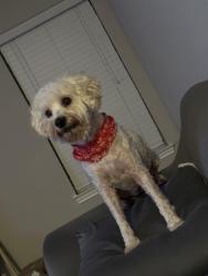 Lost Female Dog last seen Cullen Park, Houston, TX 77084