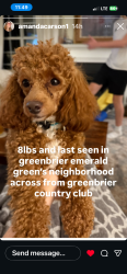 Reunited Male Dog last seen Shepard Gate and Logan Mills Road, Chesapeake, VA 23320
