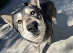 Reunited Female Dog last seen Maple park, Hesperia, CA 92345