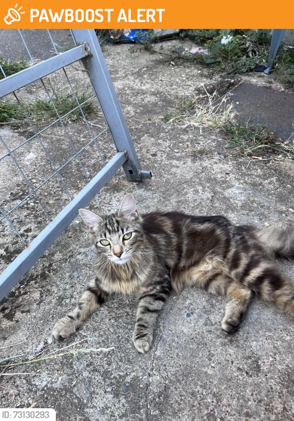 Found/Stray Female Cat last seen Bassingham Road Wembley, Greater London, England 