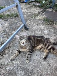 Found/Stray Female Cat last seen Bassingham Road Wembley, Greater London, England 