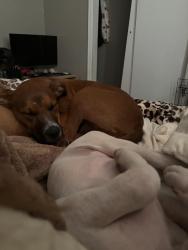 Lost Male Dog last seen Whispering oak road, Oklahoma City, OK 73127