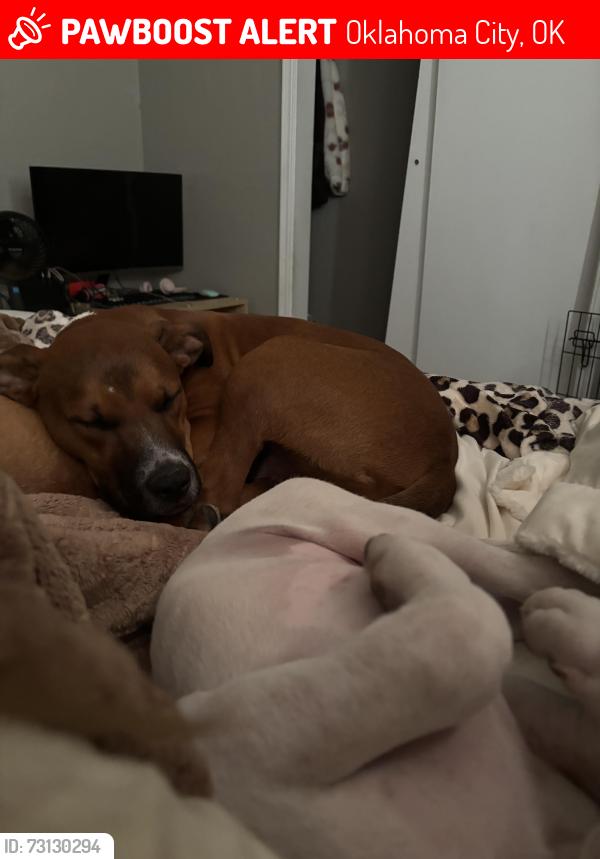 Lost Male Dog last seen Whispering oak road, Oklahoma City, OK 73127