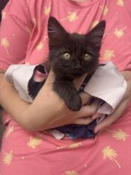 Found/Stray Female Cat last seen Walerga and kirkby, North Highlands, CA 95660