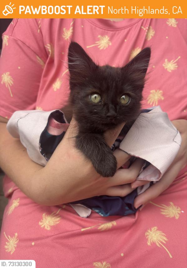 Found/Stray Female Cat last seen Walerga and kirkby, North Highlands, CA 95660