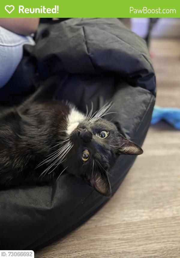 Reunited Male Cat last seen West Camden and Allaster, Elk Grove, CA 95624