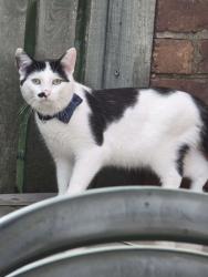 Reunited Male Cat last seen Hopped the fence in the park behind Leigh Avenue, by the playground., Halton, England 