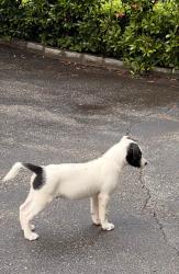 Reunited Male Dog last seen Hobby Hill Rd, Richmond, VA 23235