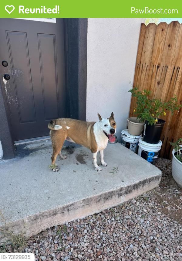 Reunited Female Dog last seen 22nd and Craycroft, Tucson, AZ 85711