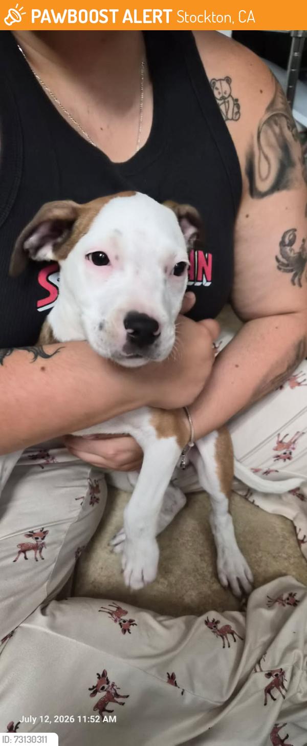 Found/Stray Male Dog last seen Spanos east pool, Stockton, CA 95209