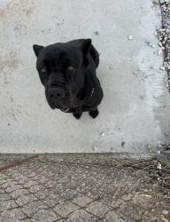 Reunited Female Dog last seen Near oakwoo avenue hesperia ca 92345, Hesperia, CA 92344