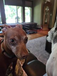 Reunited Female Dog last seen Winery, Cedar Lake Township, MN 55372