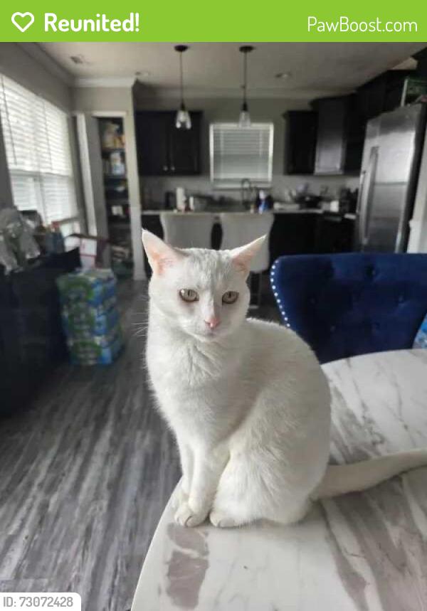 Reunited Female Cat last seen Near starflower trace, Greenwood, IN 46143