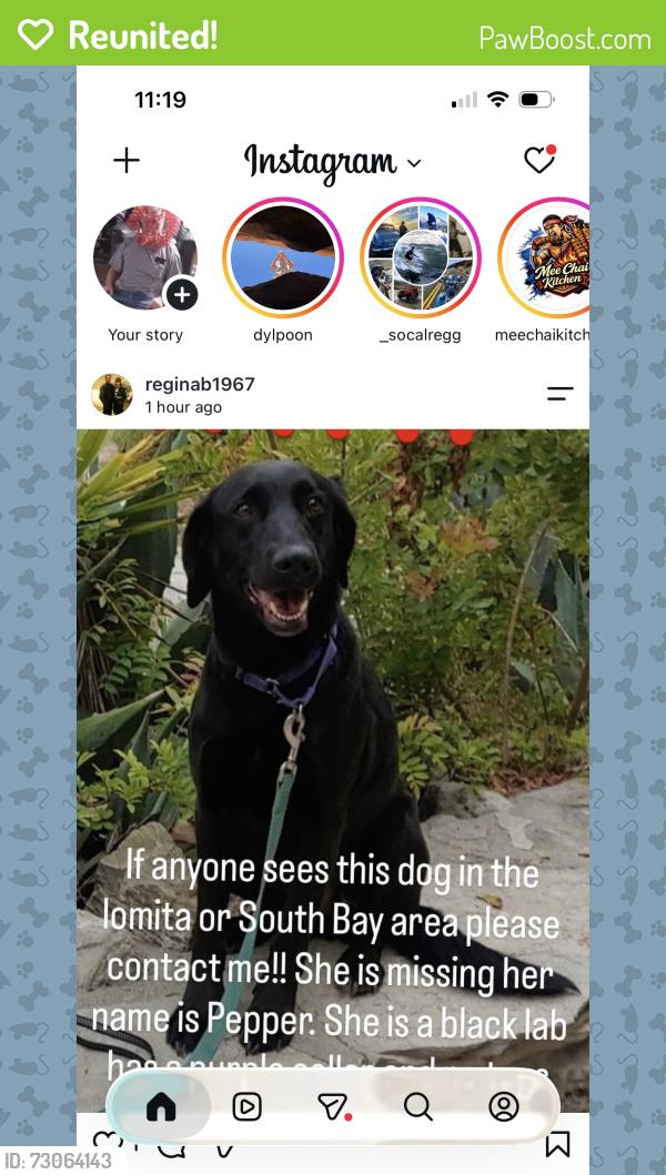 Reunited Female Dog last seen Eshalman and pacific coast highway, Lomita, CA 90717