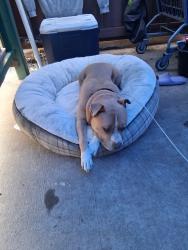 Reunited Male Dog last seen Remount and Rivers Ave North Charleston, North Charleston, SC 29406