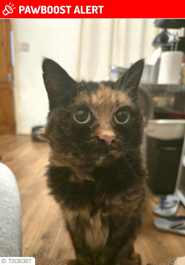 Lost Female Cat last seen Dunsink Road, Handsworth, England B6 6PL