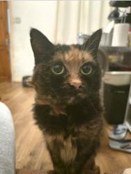 Lost Female Cat last seen Dunsink Road, Handsworth, England B6 6PL