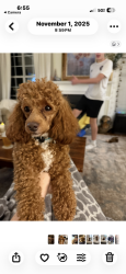 Reunited Male Dog last seen Logan’s mill neighbors, Chesapeake, VA 23320