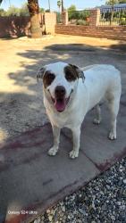 Reunited Female Dog last seen 22nd Randolph, Tucson, AZ 85716