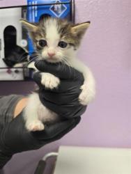 Shelter Stray Male Cat last seen Near Fred Wilson, CITY of El Paso, TX, 5001 Fred Wilson Ave, El Paso, TX 79906, USA