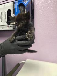 Shelter Stray Male Cat last seen Near Fred Wilson, CITY of El Paso, TX, 5001 Fred Wilson Ave, El Paso, TX 79906, USA