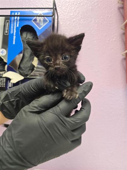 Shelter Stray Male Cat last seen Near Fred Wilson, CITY of El Paso, TX, 5001 Fred Wilson Ave, El Paso, TX 79906, USA