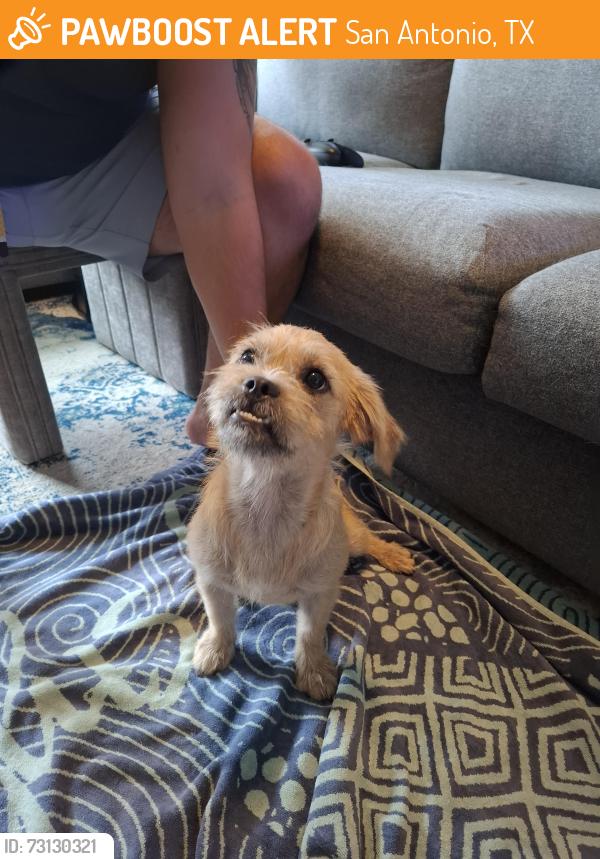Found/Stray Male Dog last seen Fisher Elementary School, San Antonio, TX 78245