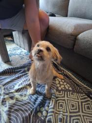 Found/Stray Male Dog last seen Fisher Elementary School, San Antonio, TX 78245