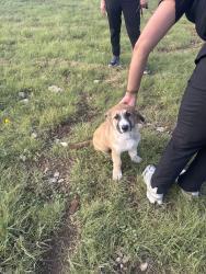 Reunited Male Dog last seen 11th and 156th st, Tulsa, OK 74108