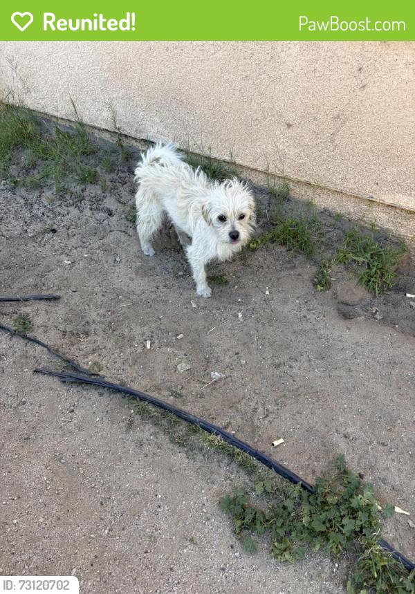 Reunited Male Dog last seen Division, Lancaster, CA 93534