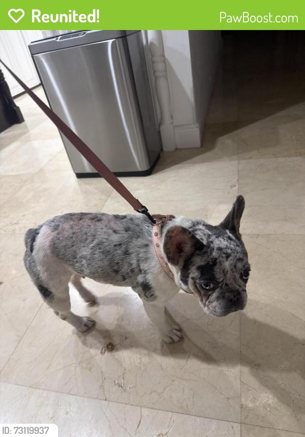 Reunited Female Dog last seen Wayside Church, Miami, FL 33156