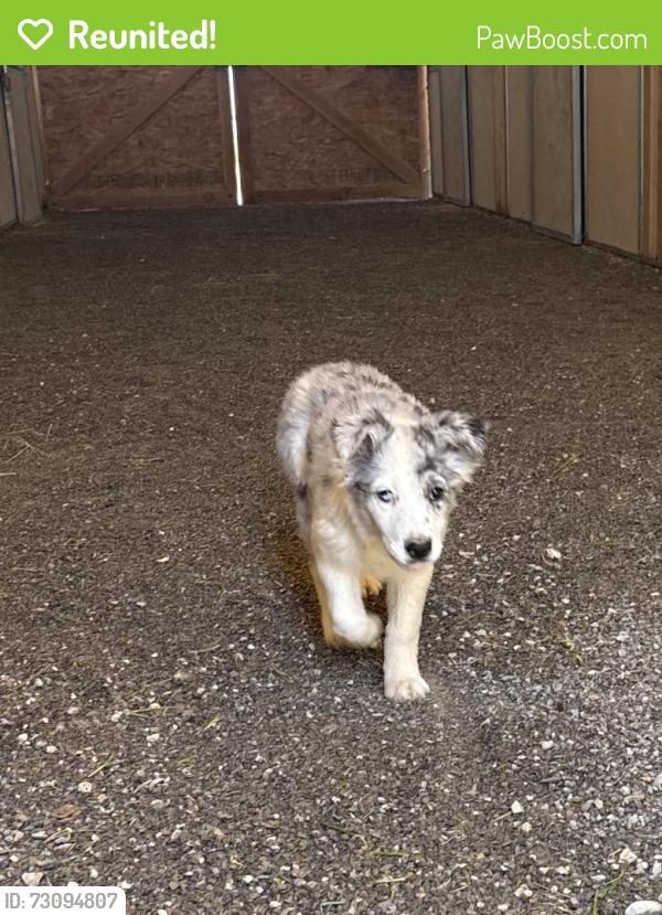 Reunited Female Dog last seen Kyle canyon rd, Las Vegas, NV 89143