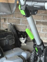 Found/Stray Unknown Cat last seen Tucker ests, Greenville, NC 27858