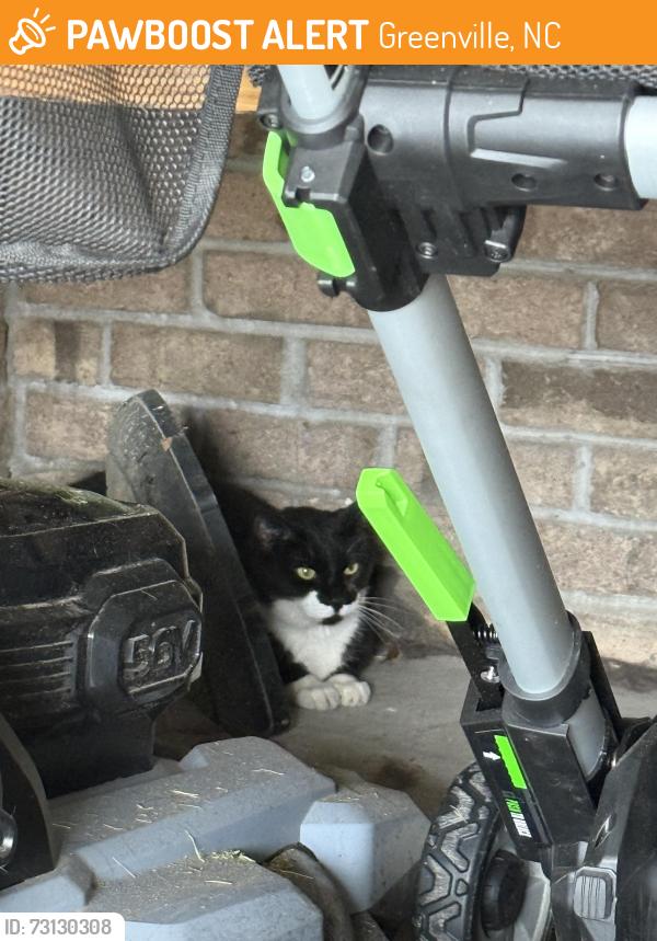 Found/Stray Unknown Cat last seen Tucker ests, Greenville, NC 27858