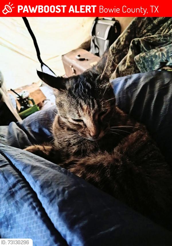 Lost Female Cat last seen FM 1398 on one end of 2109 and 560on the other end of 2109, Bowie County, TX 75561