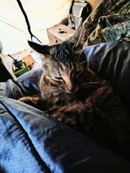 Lost Female Cat last seen FM 1398 on one end of 2109 and 560on the other end of 2109, Bowie County, TX 75561