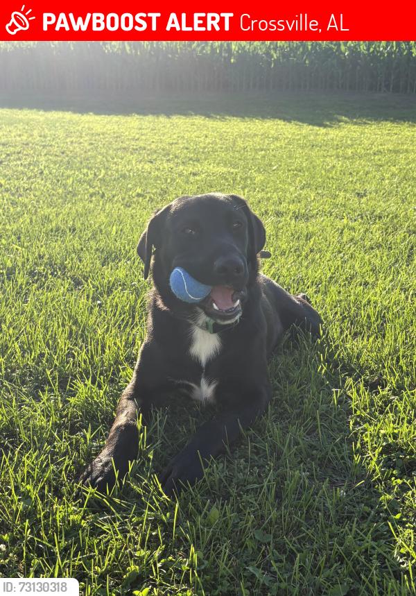 Lost Male Dog last seen Painter, Alabama in between Geraldine and Albertville, Crossville, AL 35962