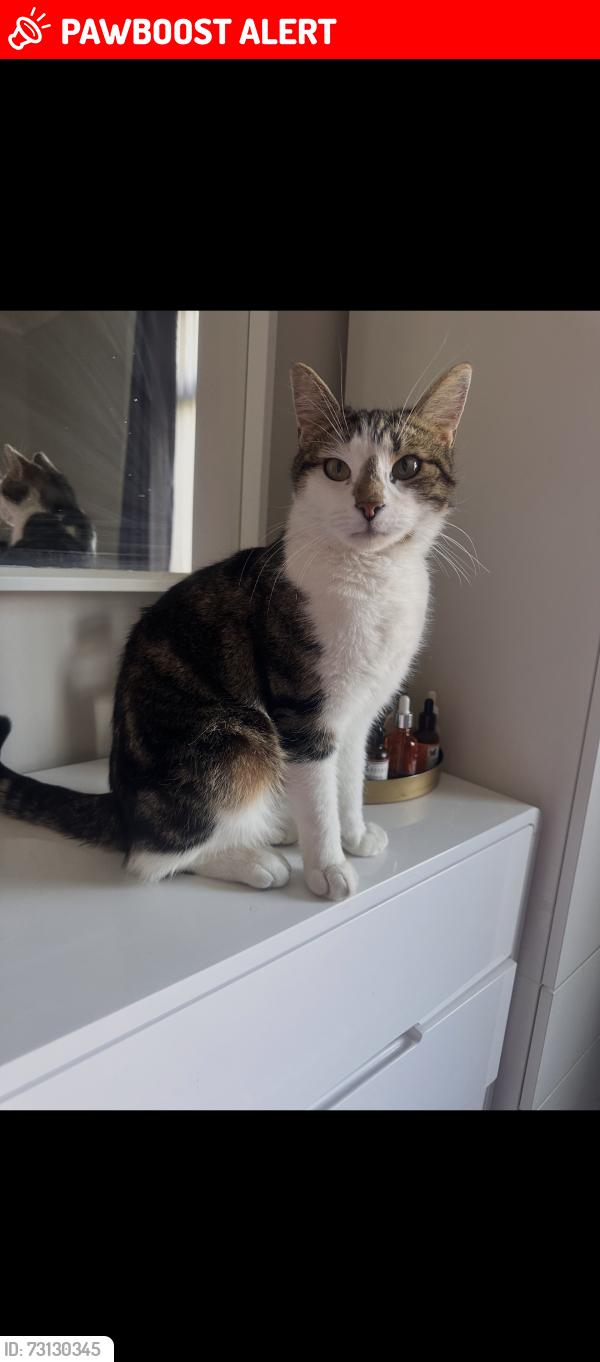 Lost Male Cat last seen Near gardens and fields, Greater Manchester, England SK5 8AS