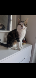 Lost Male Cat last seen Near gardens and fields, Greater Manchester, England SK5 8AS